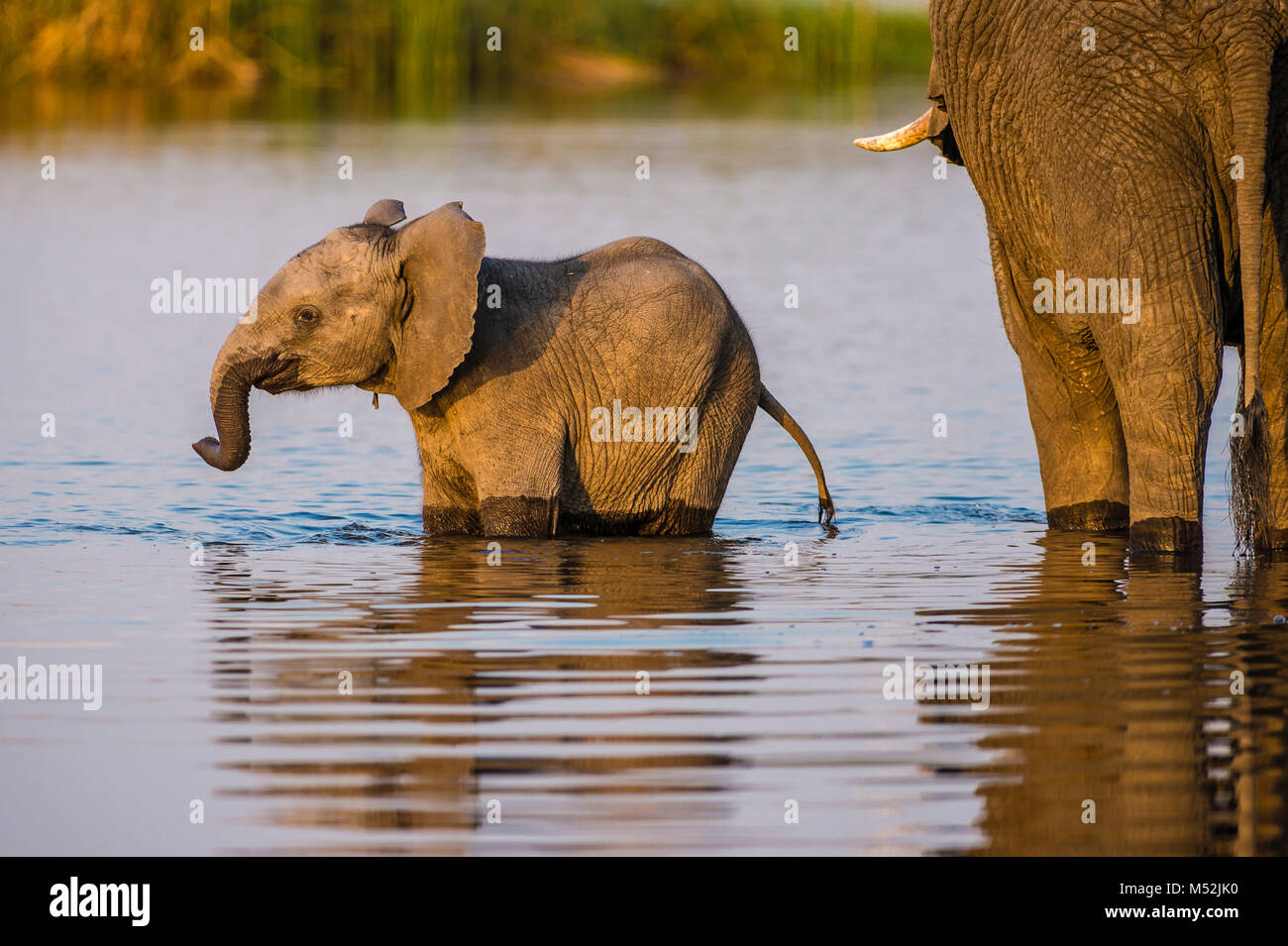 A young elephant calf enjoys playing in a waterhole while its mother drinks alongside. Stock Photo