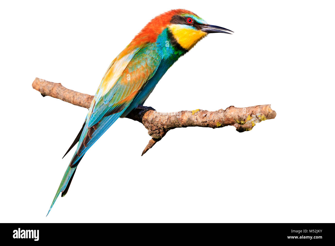 bee-eater isolated on a white background Stock Photo