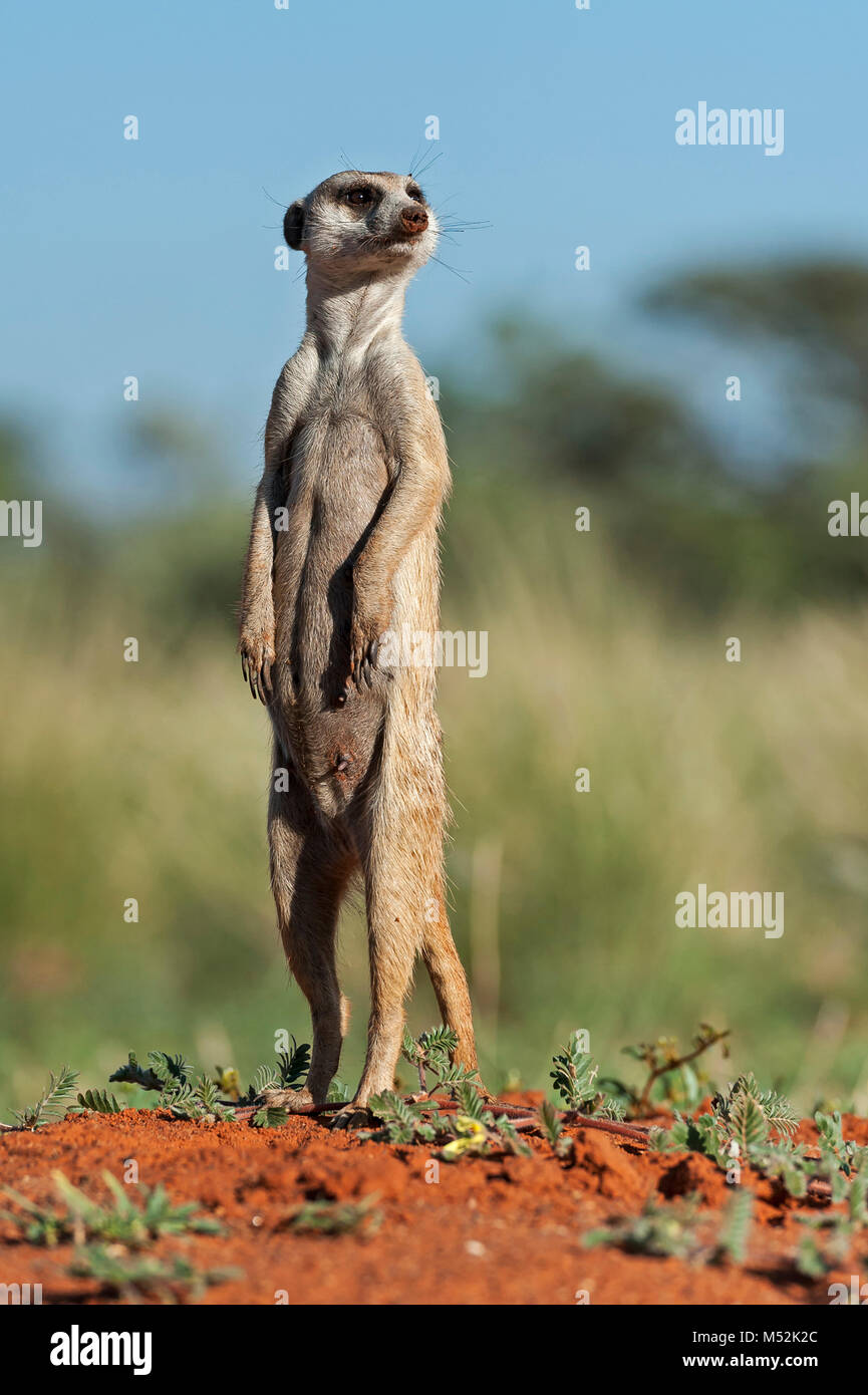 Meerkat on sentry duty outside burrow. Stock Photo