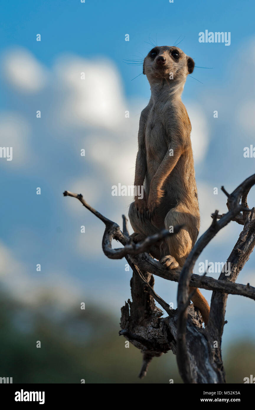 Meerkat in tree on sentry duty. Stock Photo