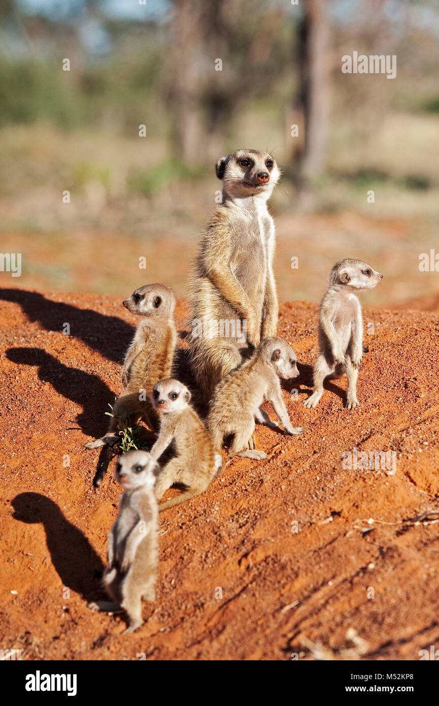 Meerkat family with pups outside den. Stock Photo