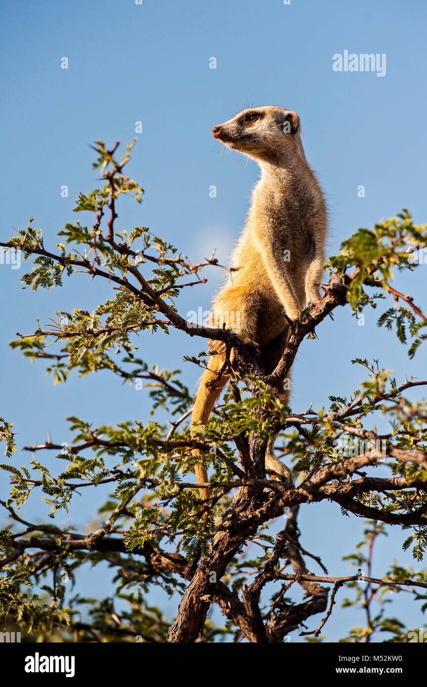 Meerkat in thorn tree. Stock Photo