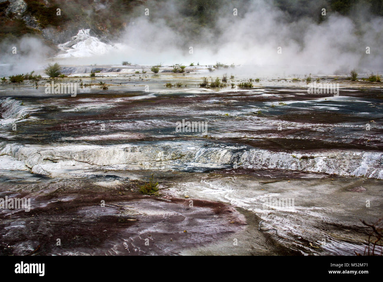 Geothermal activity, terrace and steam rising , Orakei Korako park, New Zealand Stock Photo