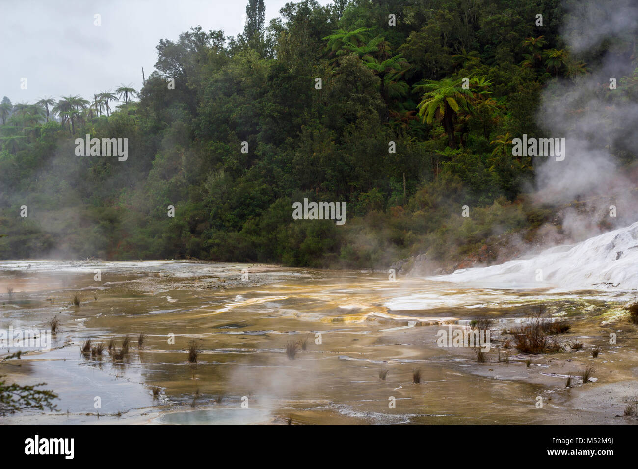 Silica Terraces in New Zealand Geothermal park Stock Photo