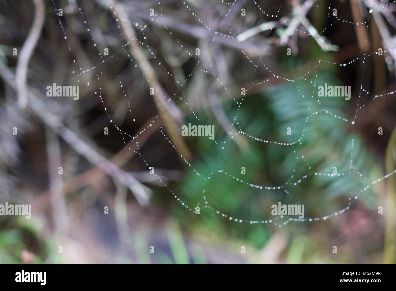 Raindrop spider hi-res stock photography and images - Alamy