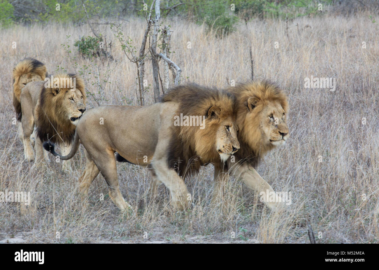Scenic view of four male lions (Panthera leo) with big black manes walking in through open veld Stock Photo