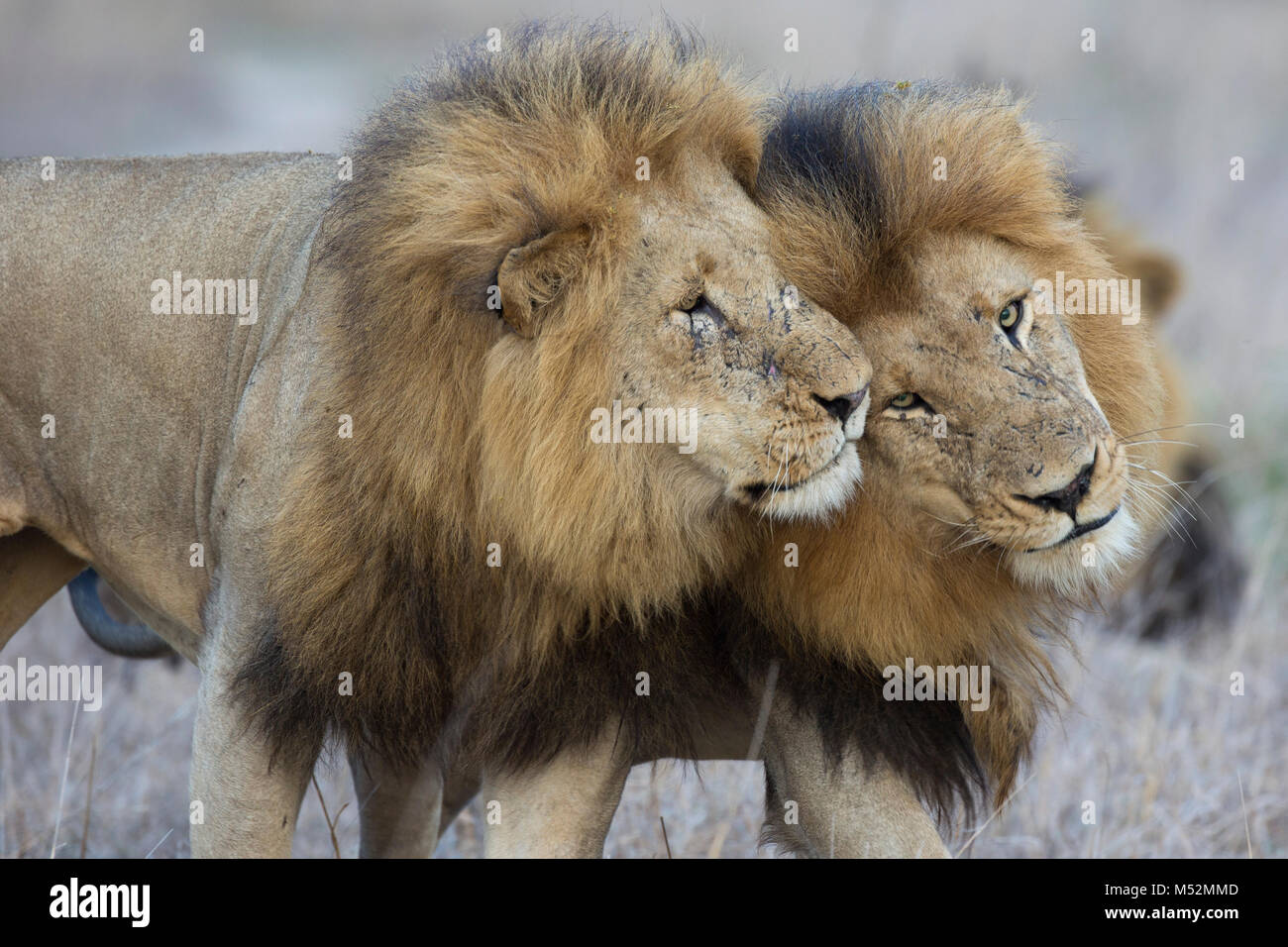 Two adult male lions (Panthera leo) face rubbing to greet Stock Photo