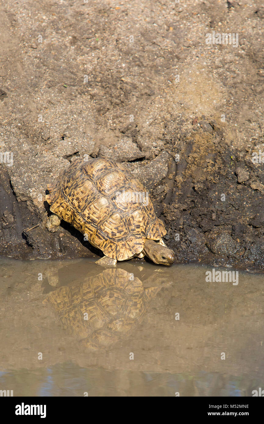 Leopard tortoise drinking from a puddle Stock Photo