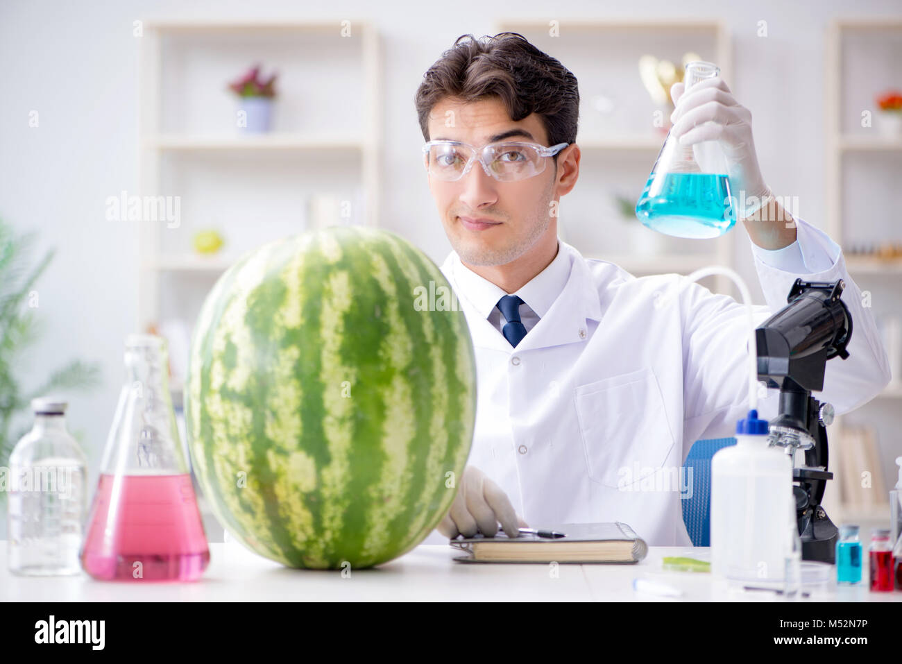 Watermelon Making Lab Scientist testing watermelon in lab Stock Photo - Alamy