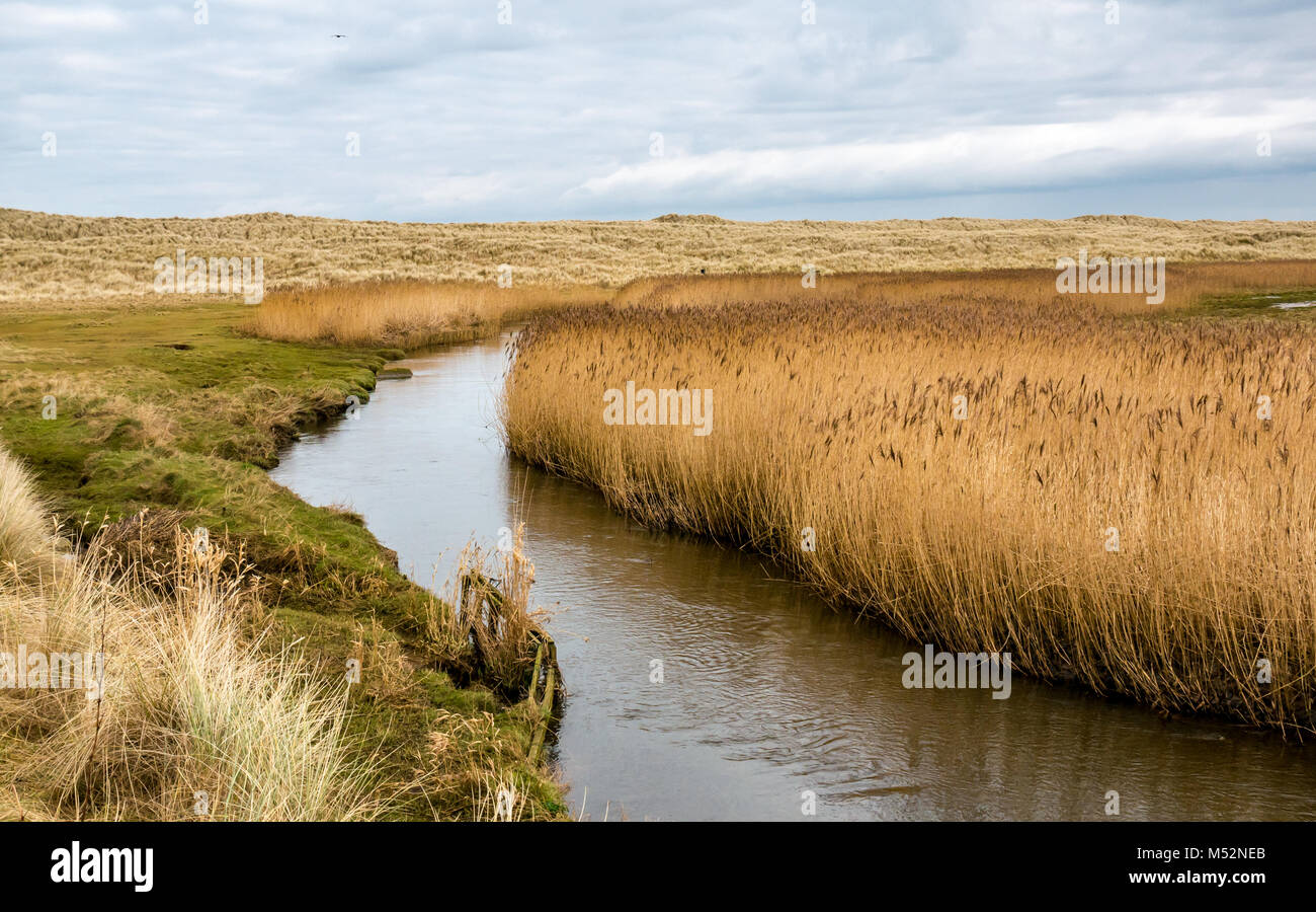 Waters of Philorth, Fraserburgh, Aberdeenshire, Scotland, UK. Stream, reed bed, and new dune formations Stock Photo