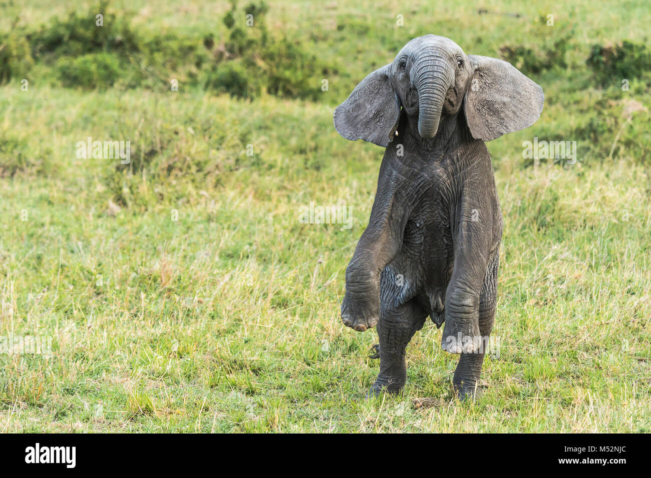 An elephant calf rears up on his hind legs in a threat posture. Maasai Mara National Reserve, Kenya. Stock Photo