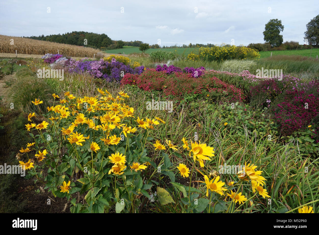 perennial plant nursery Stock Photo Alamy