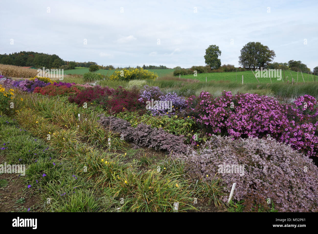 perennial plant nursery Stock Photo Alamy