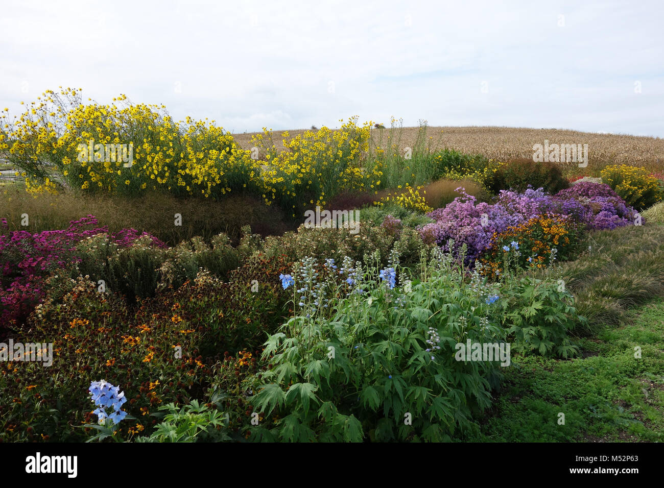 perennial plant nursery Stock Photo Alamy