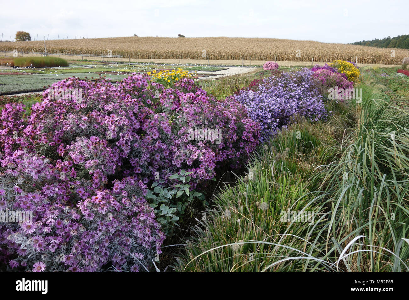 perennial plant nursery Stock Photo Alamy