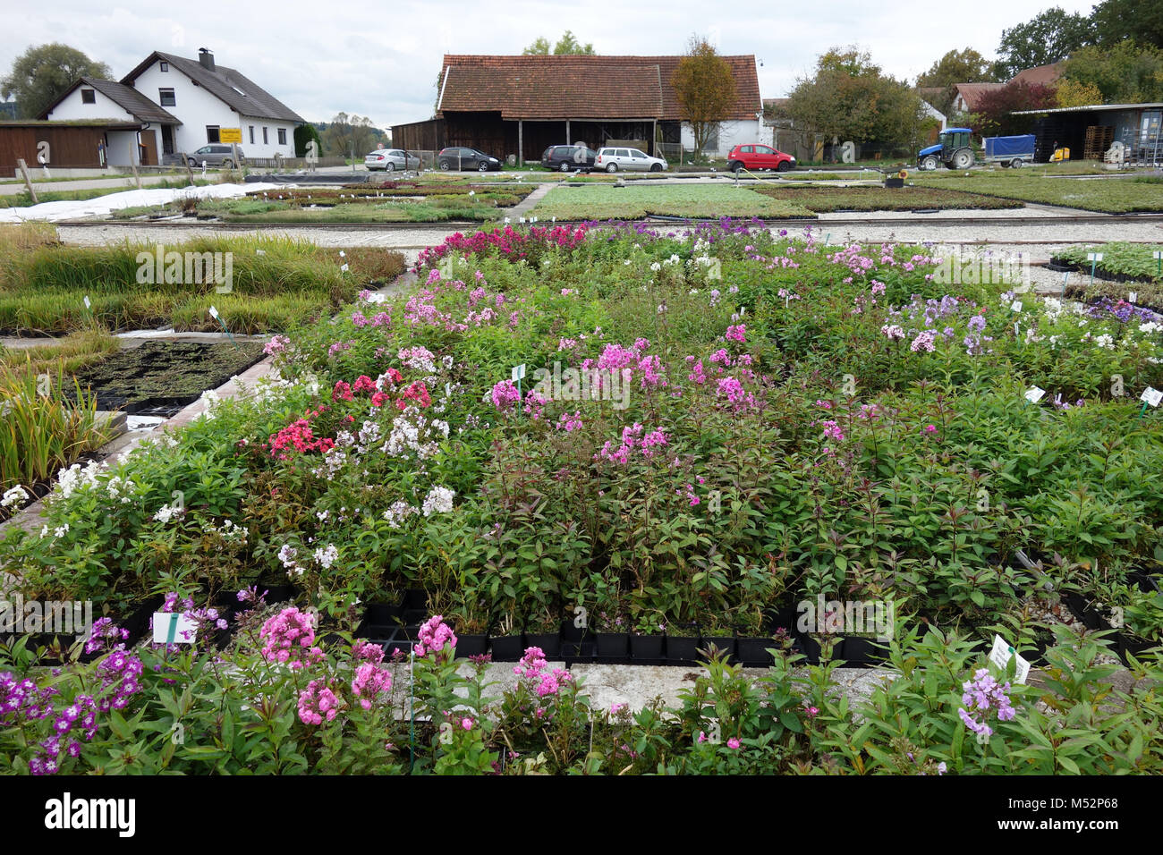 perennial plant nursery Stock Photo Alamy