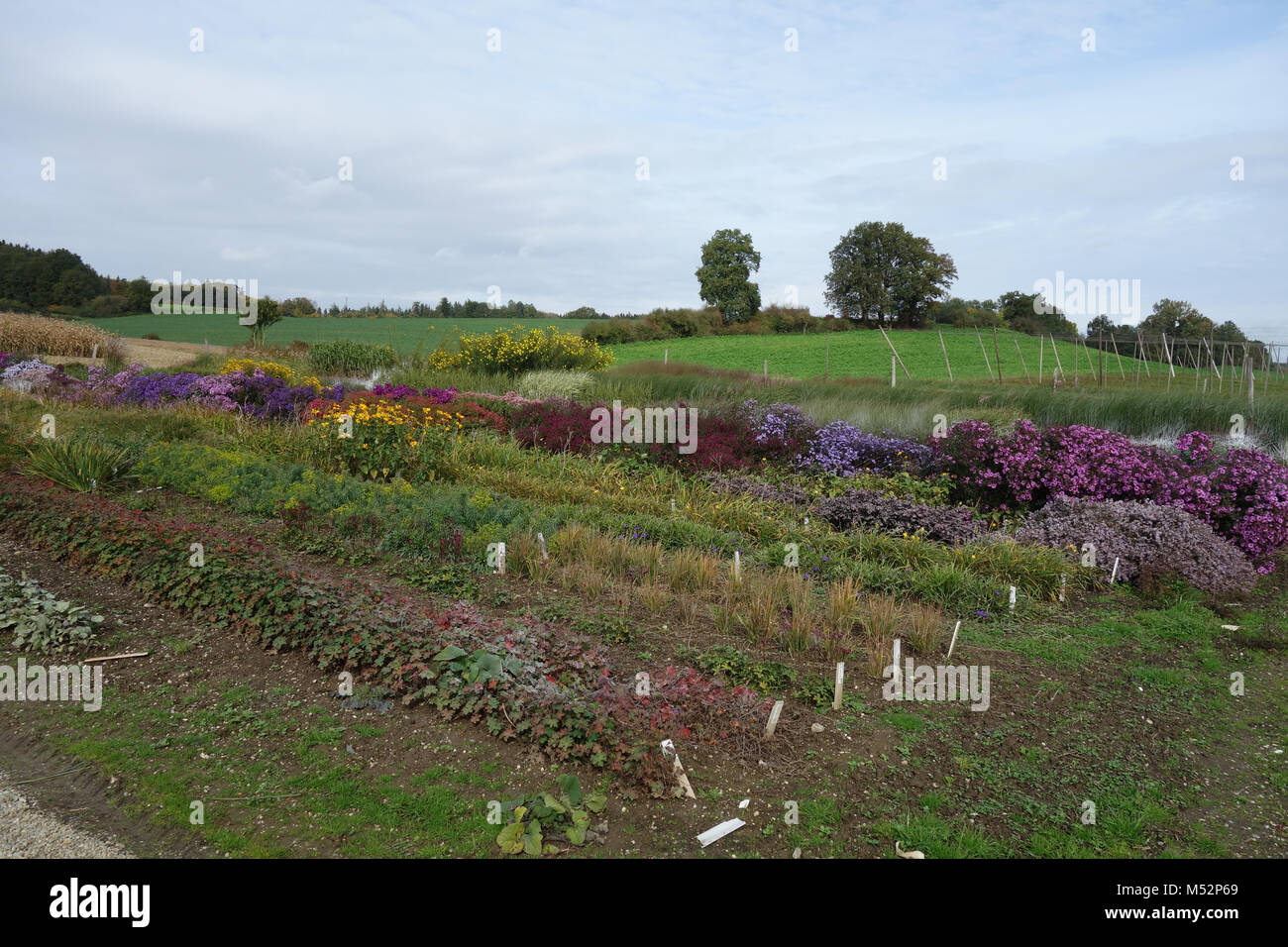 perennial plant nursery Stock Photo Alamy