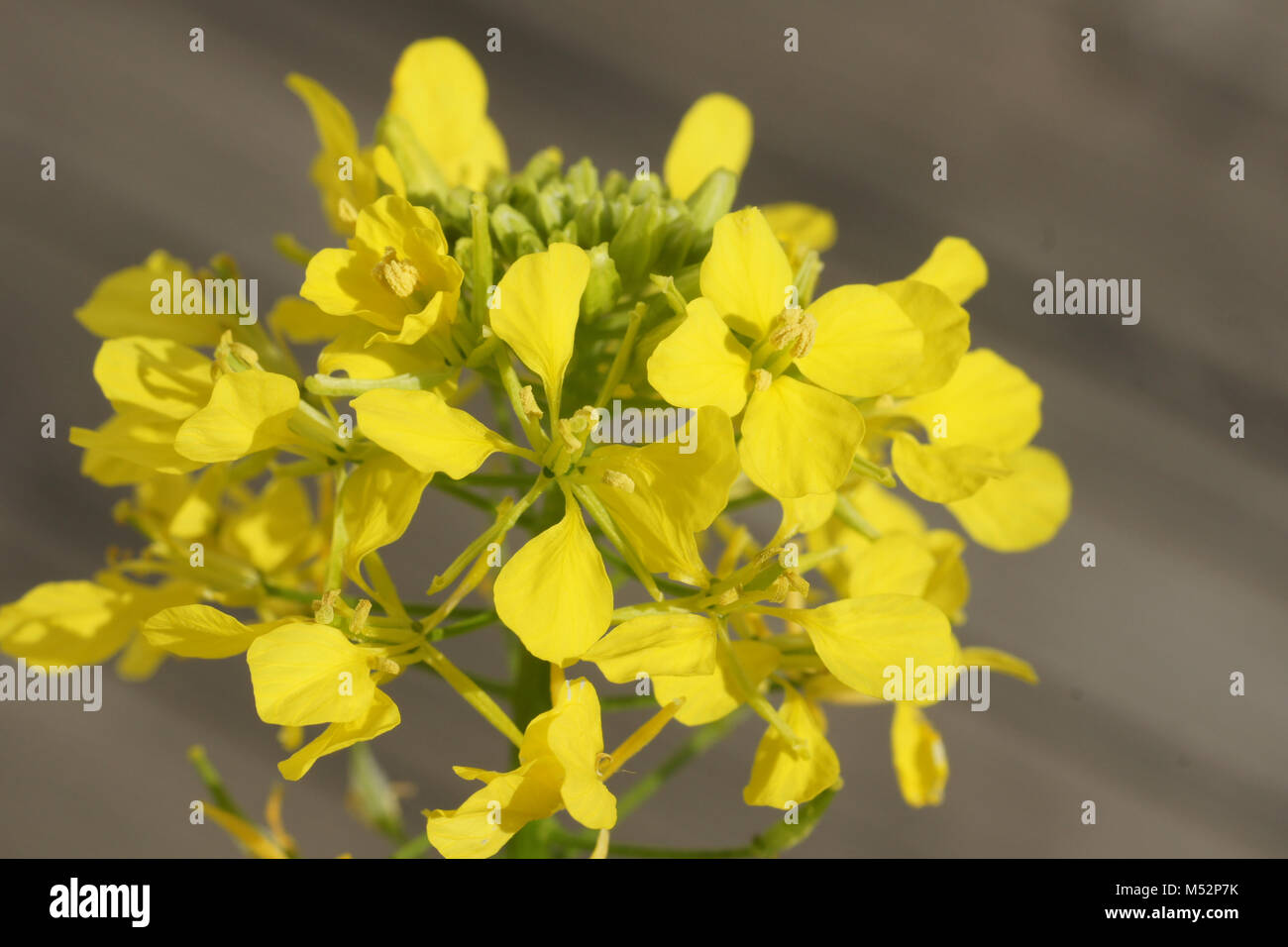 Sinapis alba, yellow mustard Stock Photo Alamy
