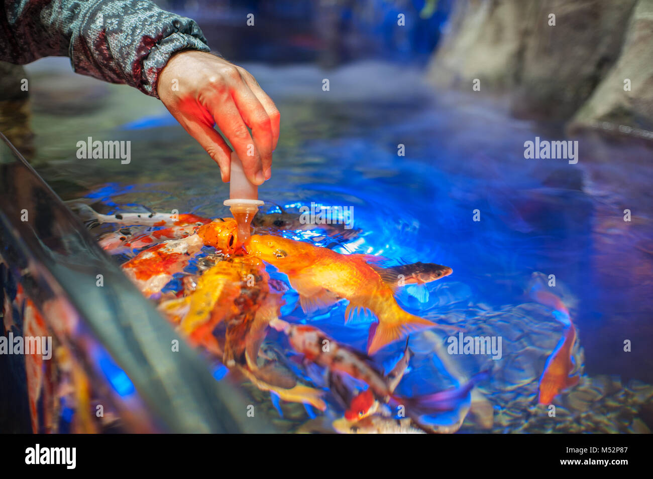 Feeding fish in aquarium Stock Photo - Alamy