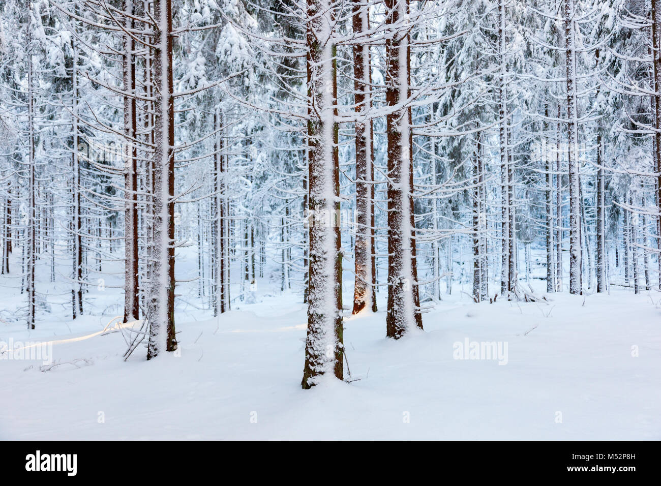 Spruce forest with snow on trees Stock Photo - Alamy