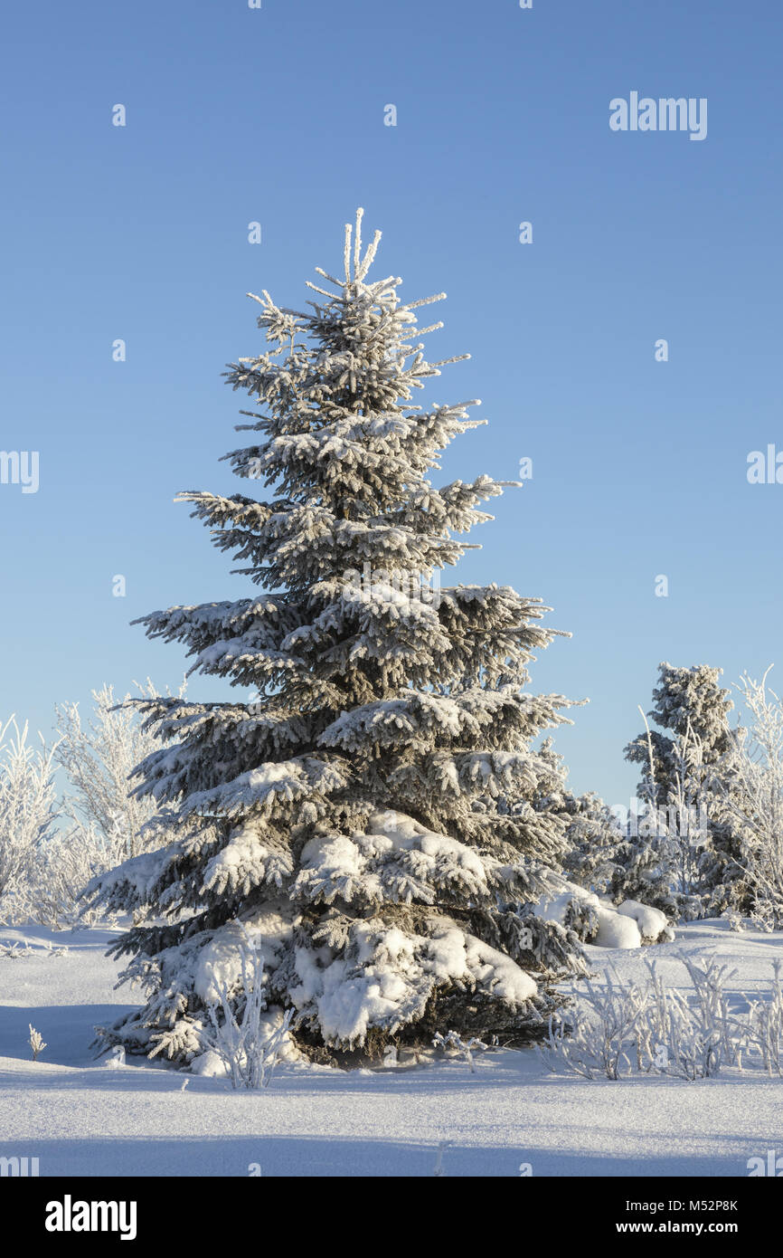 Frosted Spruce Tree High Resolution Stock Photography and Images - Alamy