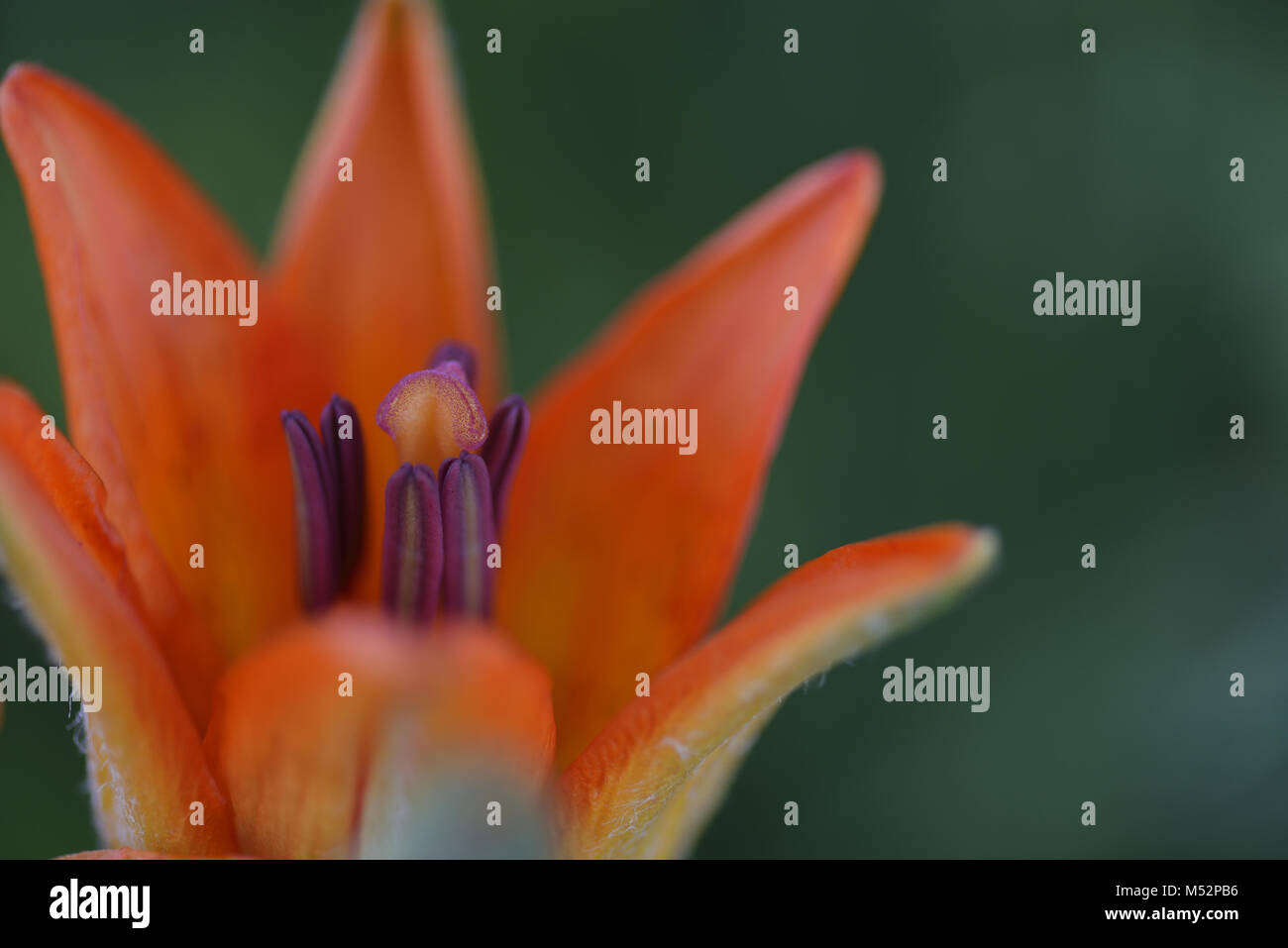 Fire lily Stock Photo Alamy