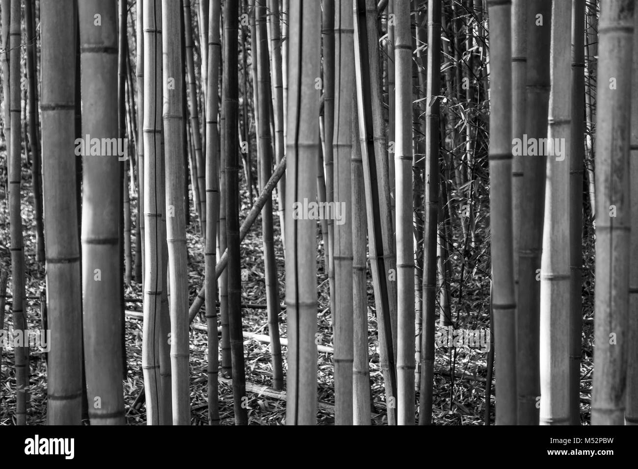 A dense bamboo forest in the unlikely Alabama wilderness Stock Photo