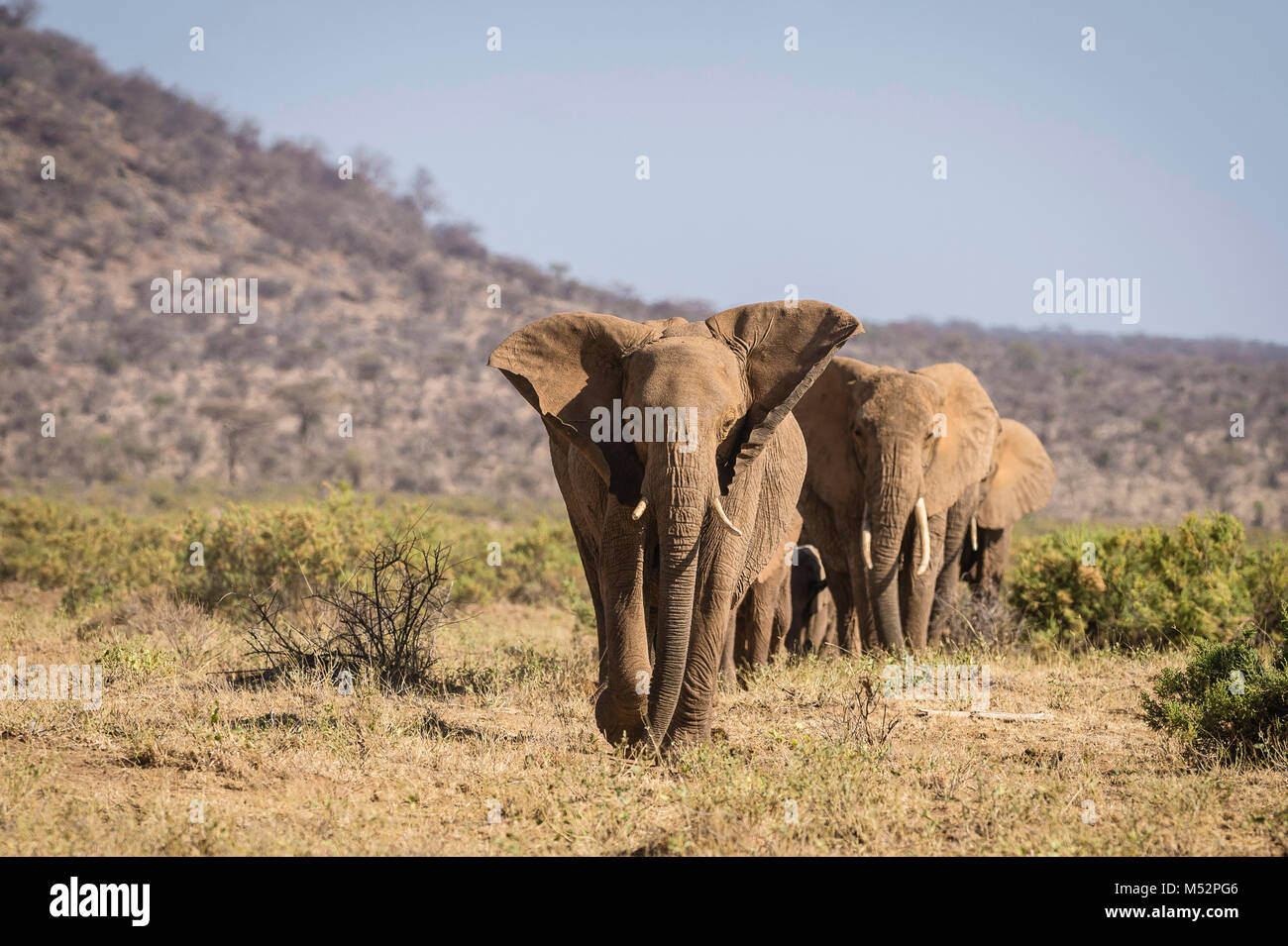 A herd of African elephants walking head to tail through the Samburu National Reserve landscape. Stock Photo