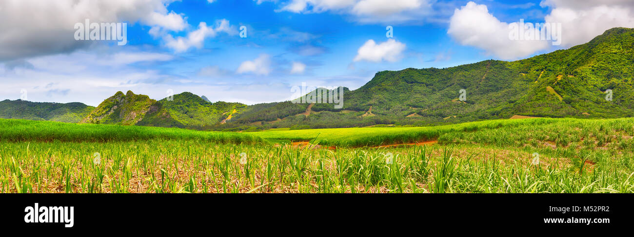 View of a sugarcane and mountains. Mauritius. Panorama Stock Photo
