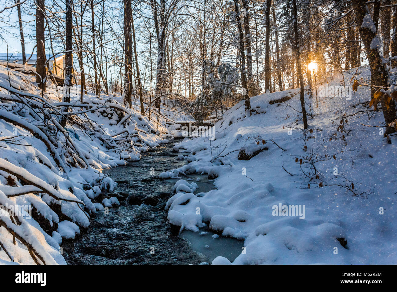 Stream in forest hi-res stock photography and images - Alamy
