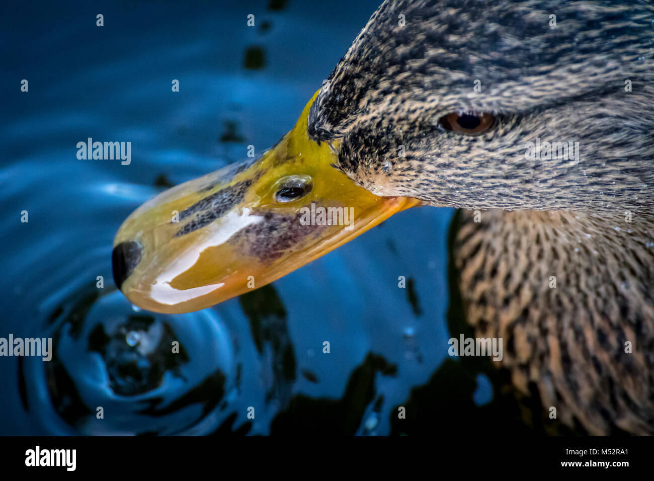 Close up portrait of a mallard duck Stock Photo