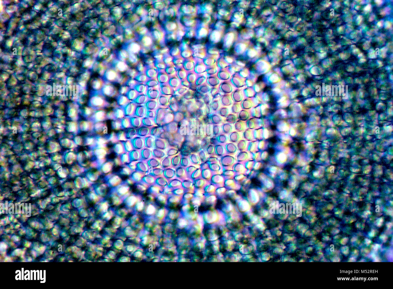 Foraminifera, magnified 400X Stock Photo Alamy