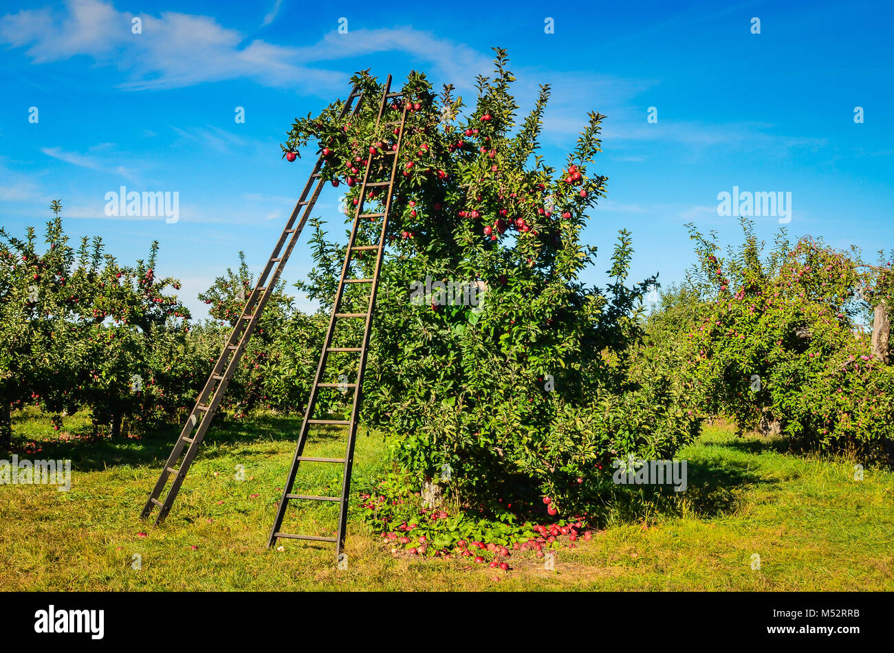 Ladders propped on Red Delicious Apple tree at Goolds Orchard, a pick your own apple farm in Upstate New York. Stock Photo