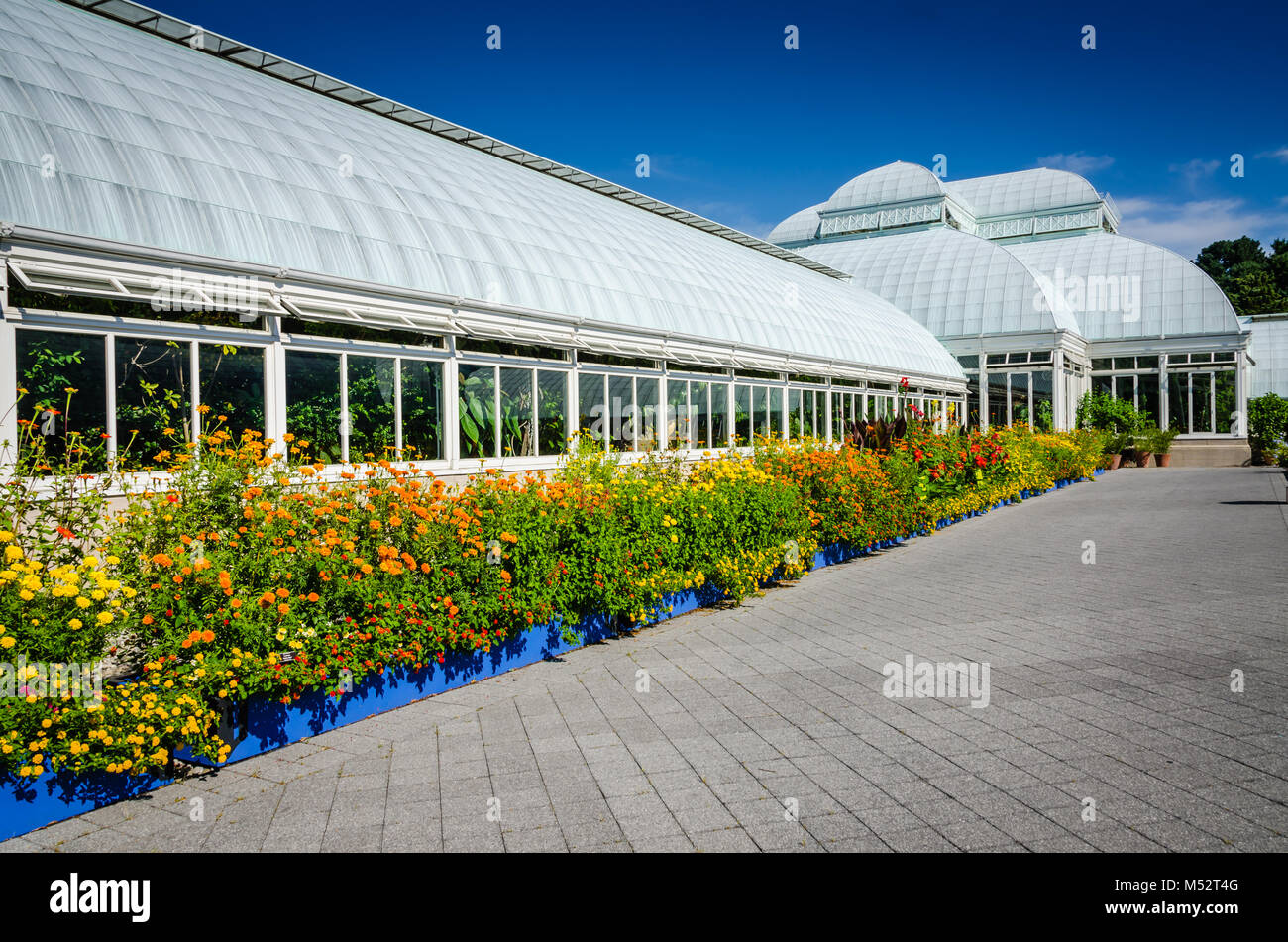 Colorful annual garden of Lantana orange and yellow blooms bordered by blue plant box at the Enid A. Haupt Conservatory. The Victorian structure is a  Stock Photo