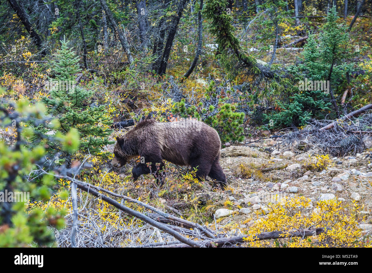 Big brown bear looking for edible roots Stock Photo Alamy