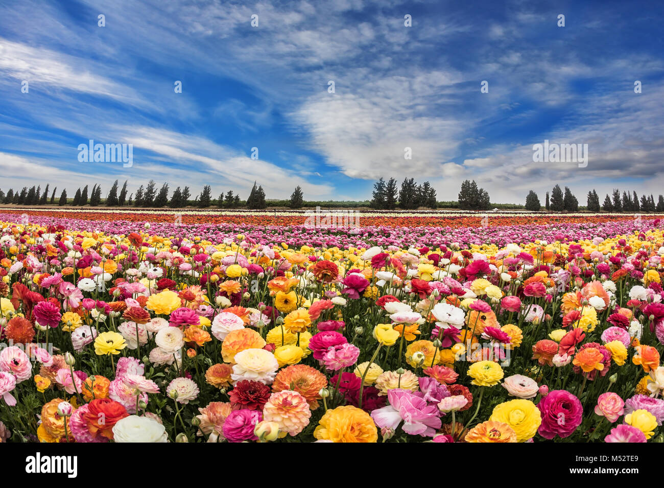 Spring flowers Stock Photo