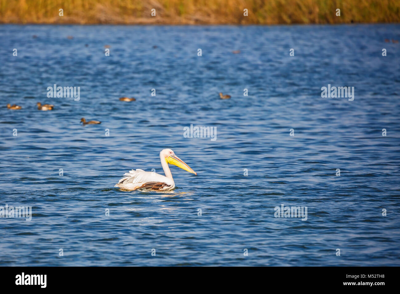Great pelican swims in the blue water lake Stock Photo