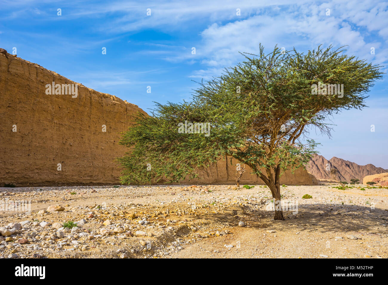 Tree Desert Acacia  in stone desert Stock Photo