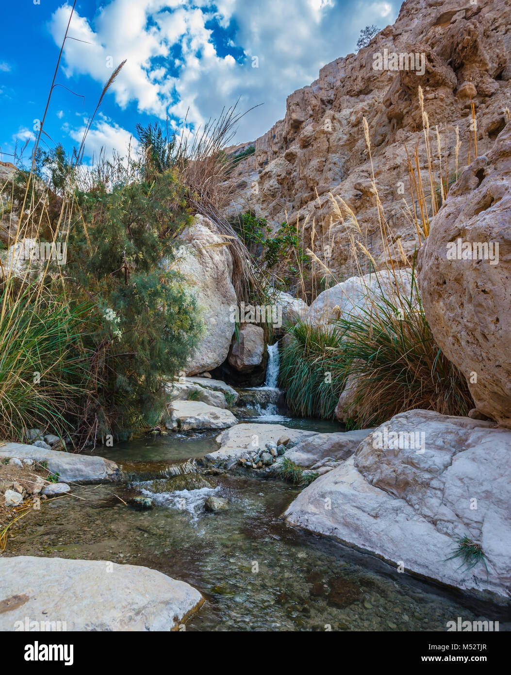 Ein-Gedi - the reserve of Israel Stock Photo