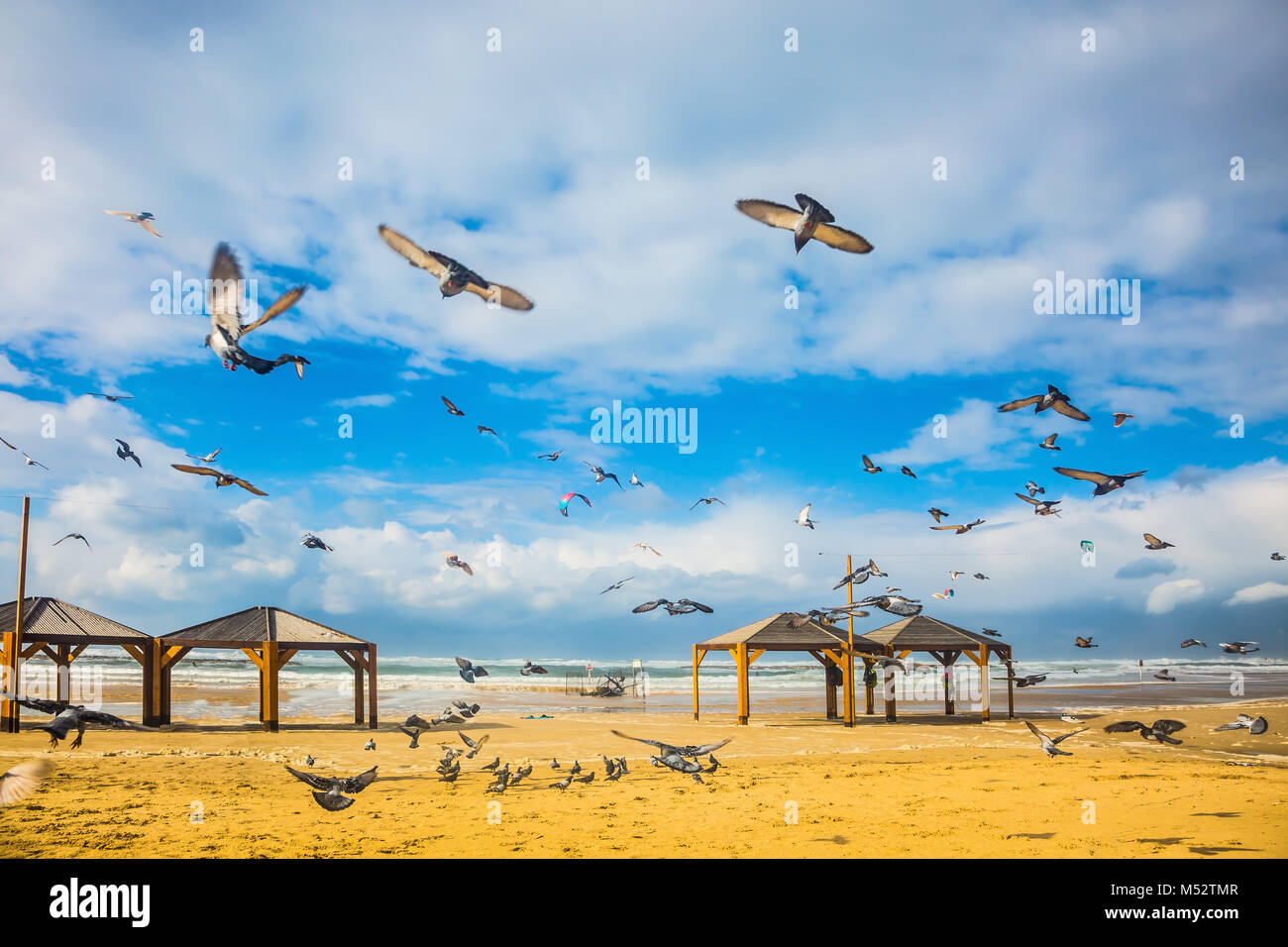 Flock of pigeons flying away from sandy beach Stock Photo