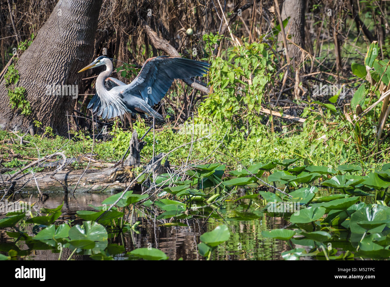 Great blue heron standing over a baby alligator (with mouth open) along the St. Johns River near Florida's Blue Spring State Park. (USA) Stock Photo