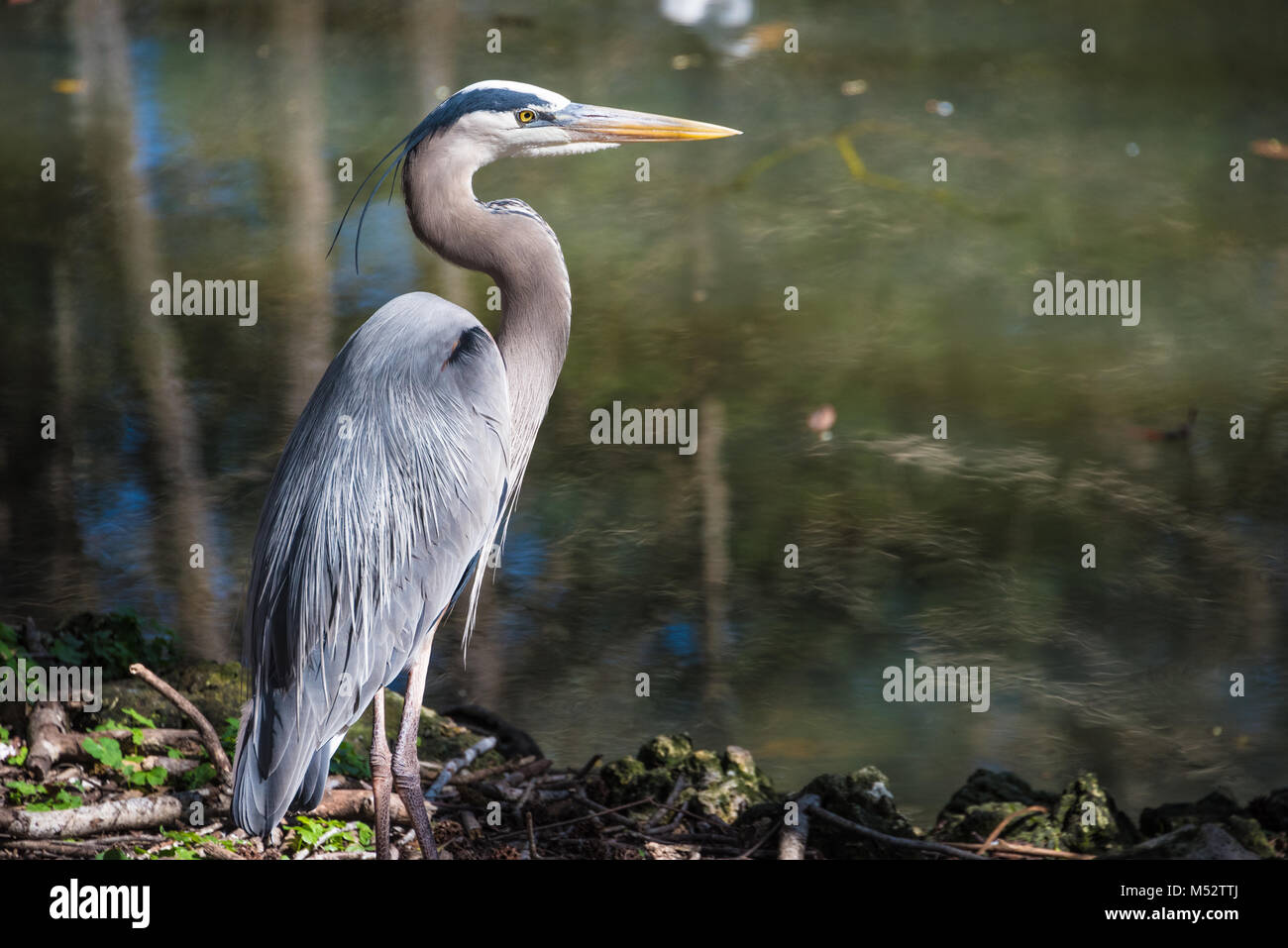 Great blue heron (Ardea herodias) at Homosassa Springs Wildlife State Park on Florida's Gulf Coast. (USA) Stock Photo