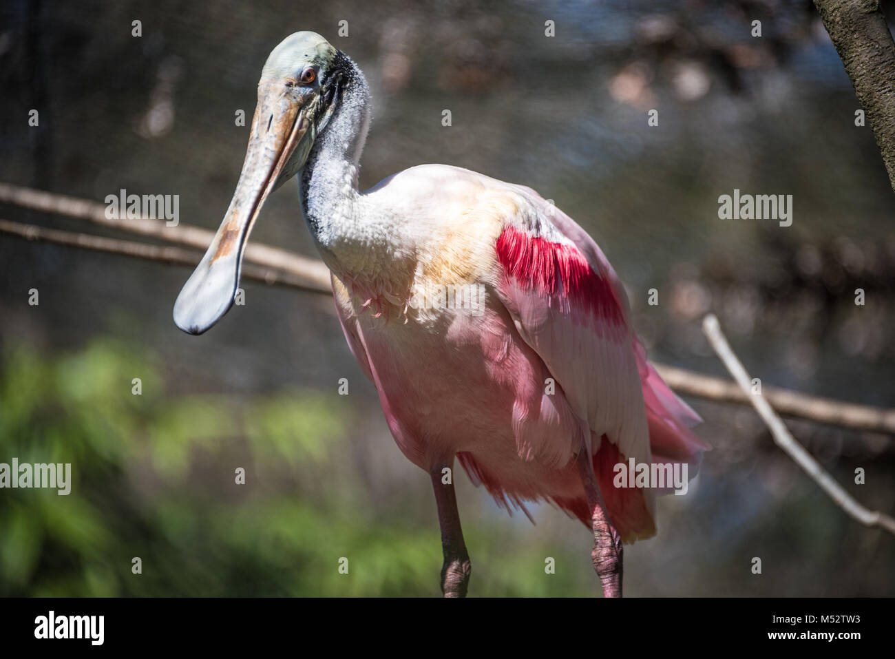 An exotic and colorful roseate spoonbill (Platalea ajaja) at Homosassa Springs Wildlife State Park on Florida's Gulf Coast. (USA) Stock Photo
