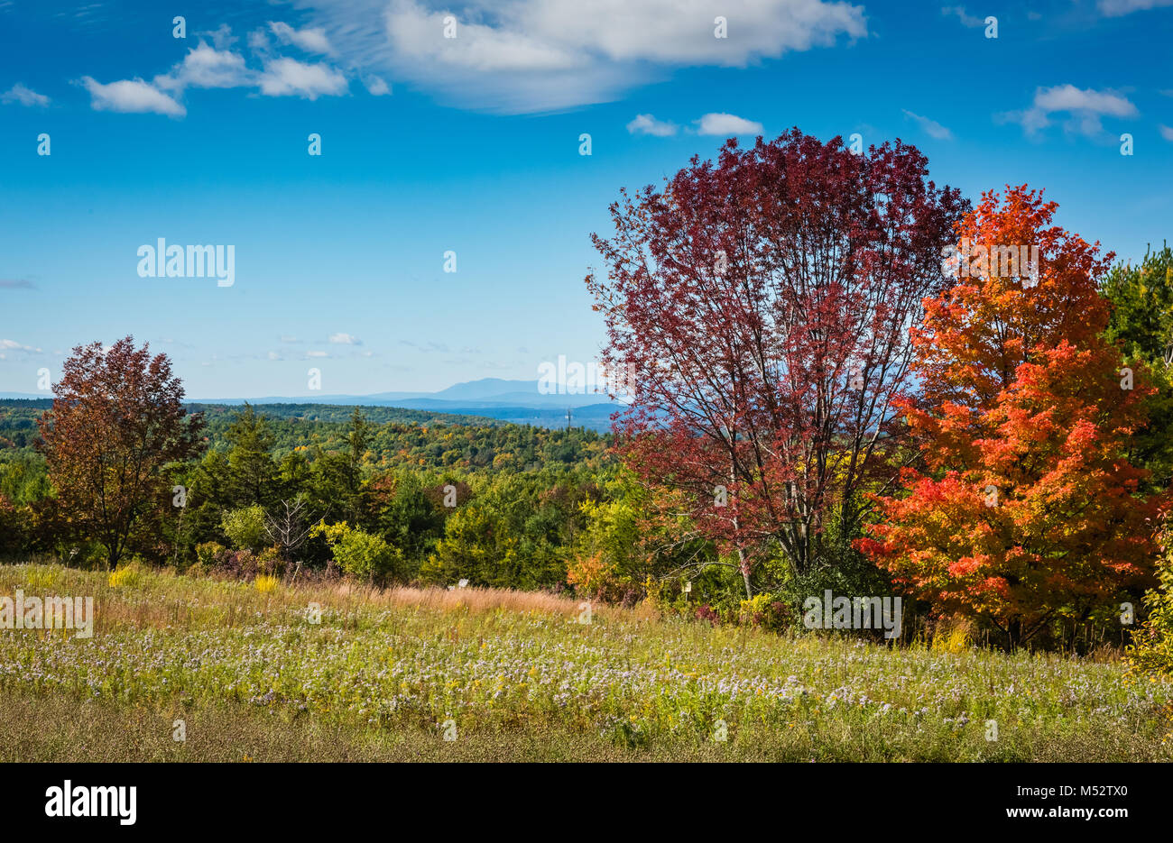 Flowering meadows and fall foliage in Columbia County. Project Wildflower, an initiative of the New York Department of Transportation, promotes roadsi Stock Photo