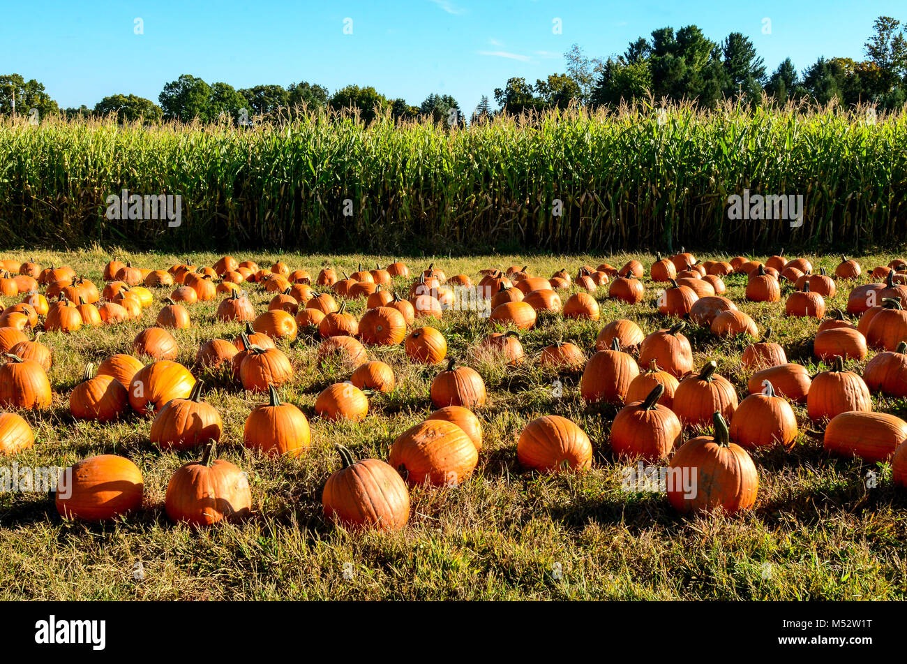 Pumpkin patch in front of field of corn. Stock Photo