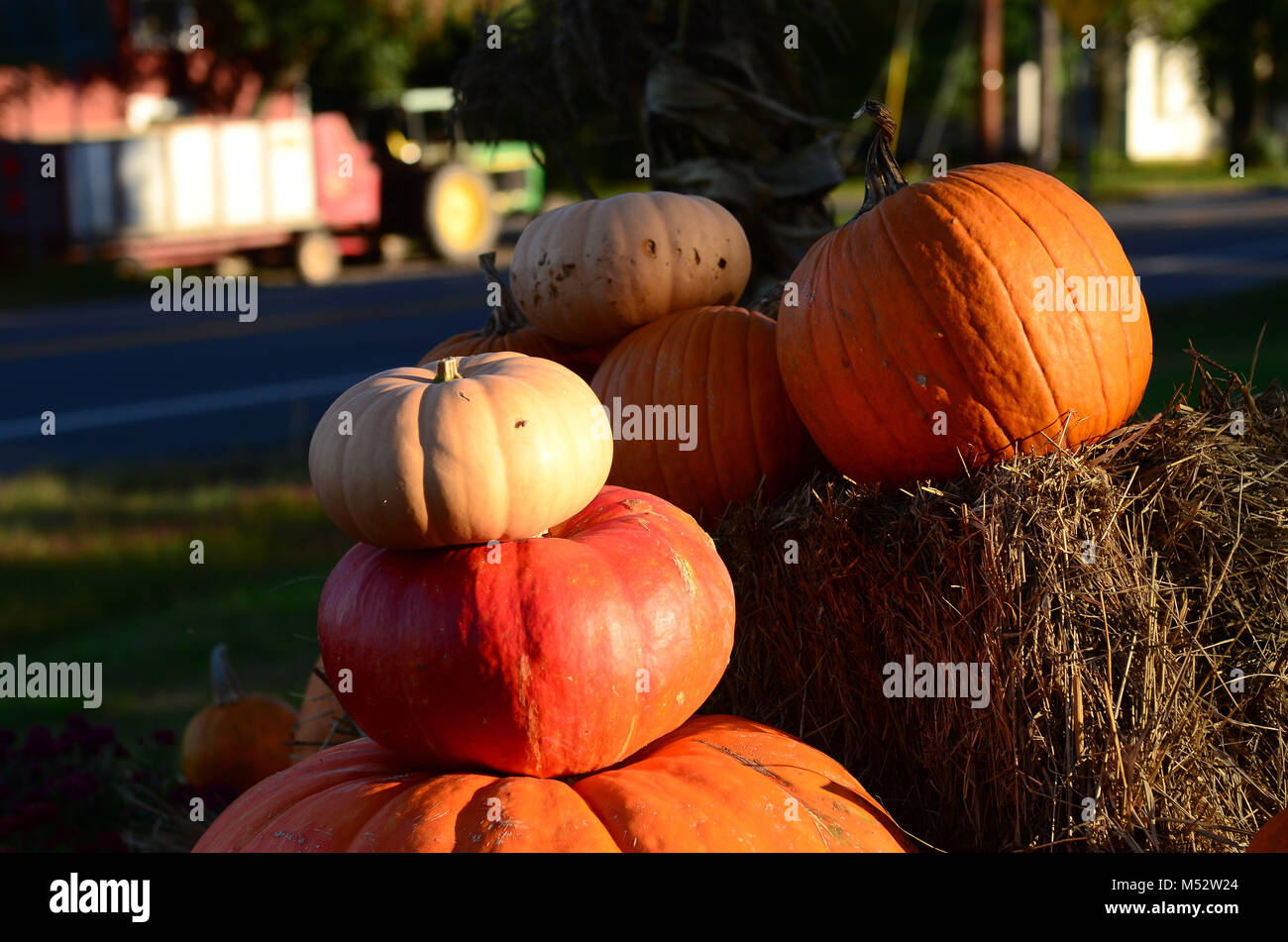 White pumpkin atop orange pumpkins on bales of hay. Stock Photo