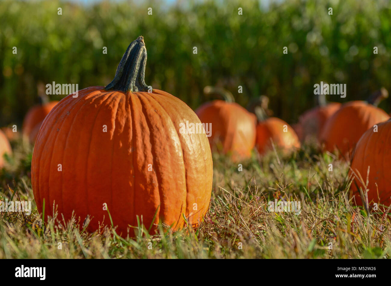 One large pumpkin in front of others in pumpkin patch. Stock Photo