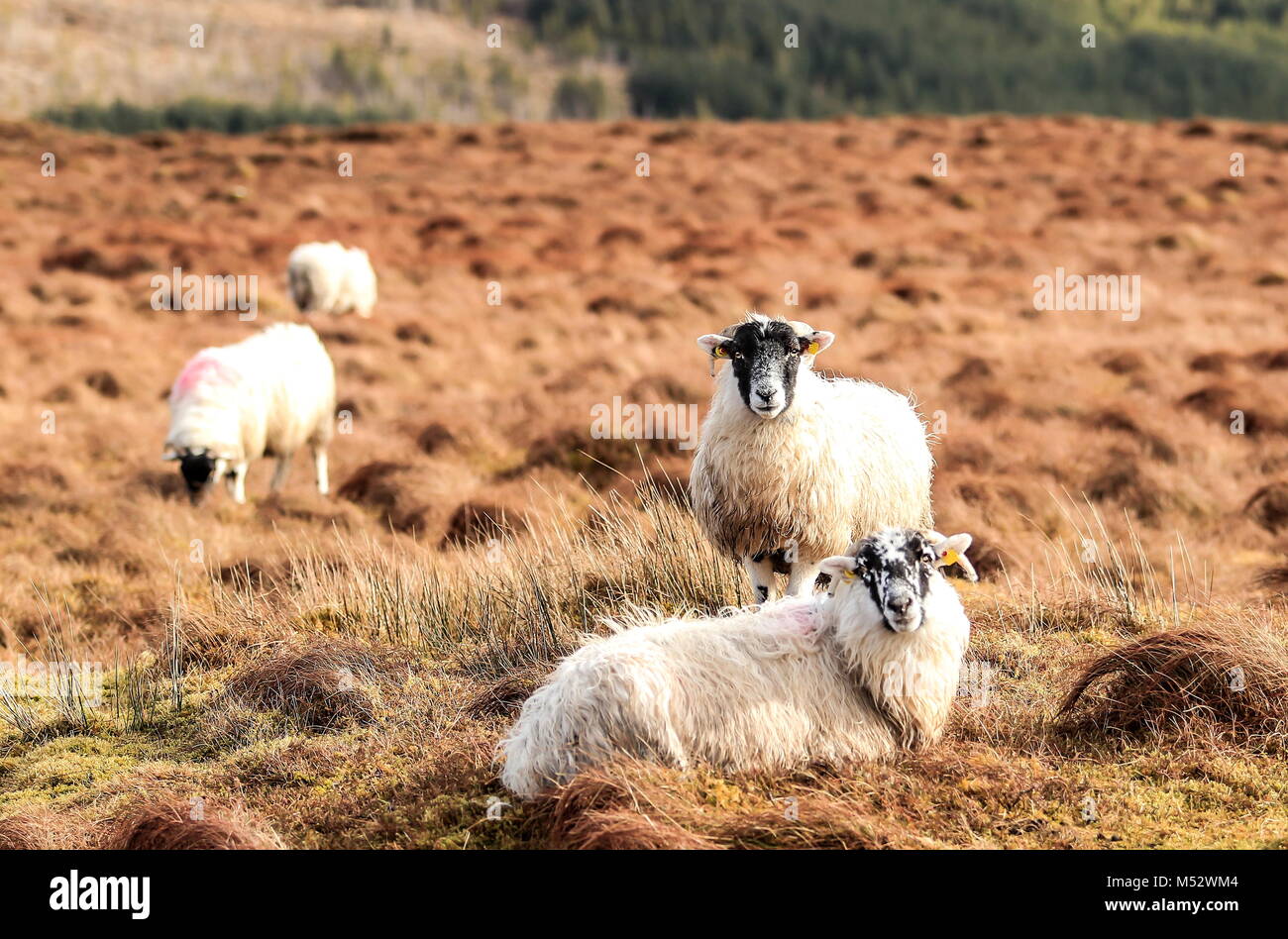 St. Columba's Church of Ireland Glencolumbkille Stock Photo - Alamy