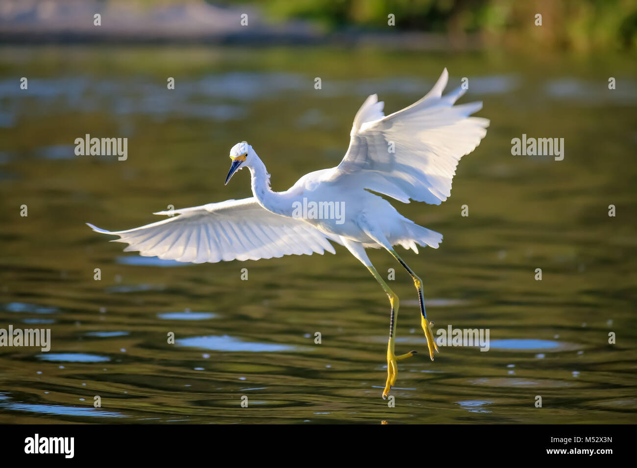 The Snowy Egret is Flying at Malibu Lagoon Stock Photo