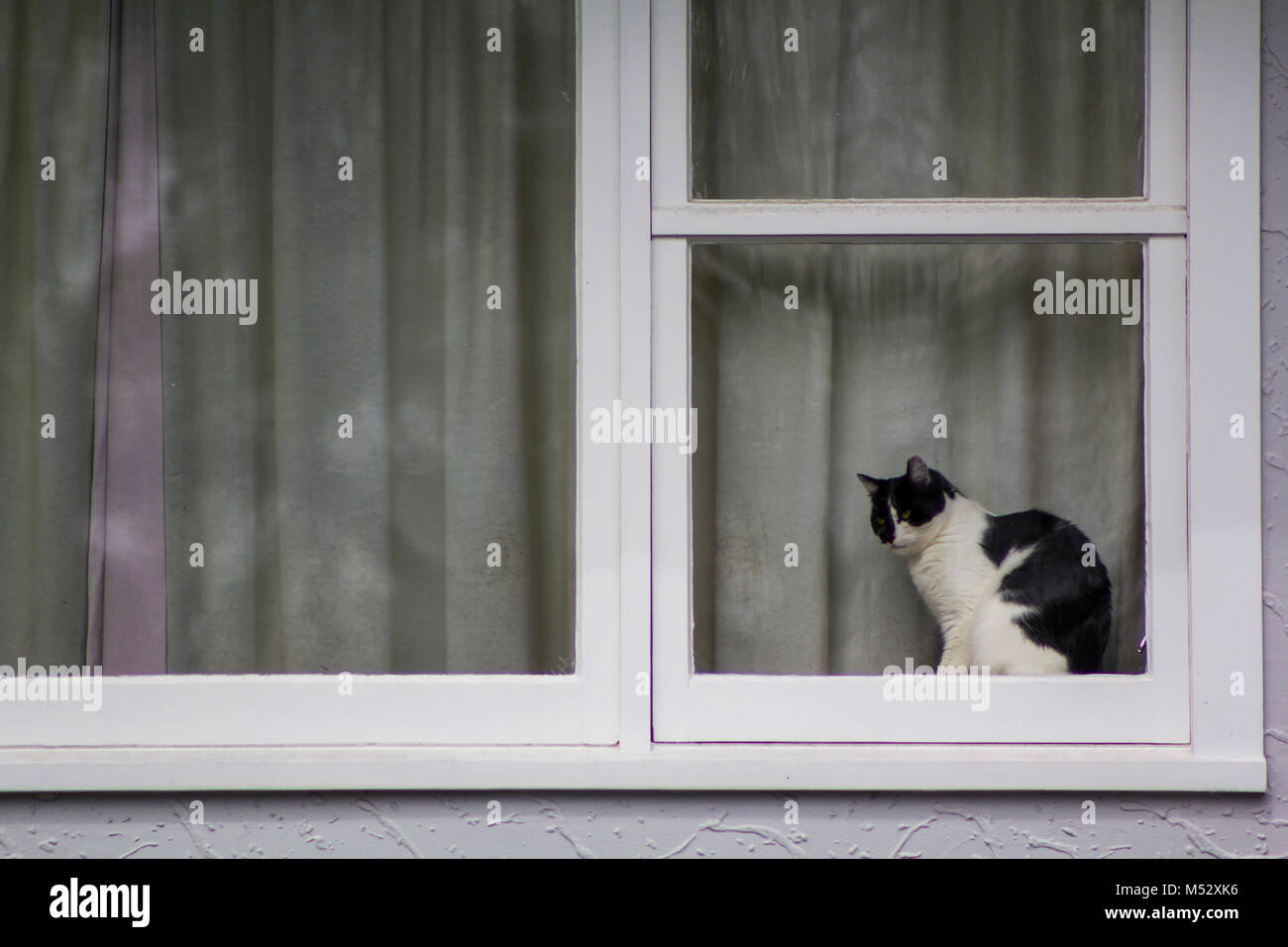 Black and White cat on window Stock Photo